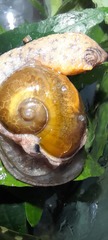 Fastosarion griseolus