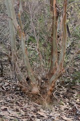 Eucalyptus behriana