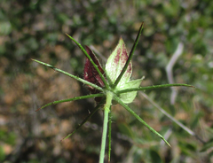 Hibiscus caesius
