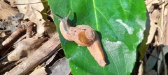 Fastosarion griseolus