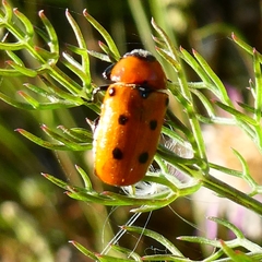 Tituboea sexmaculata