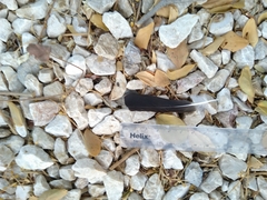 Acridotheres tristis