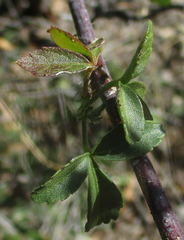 Hibiscus caesius
