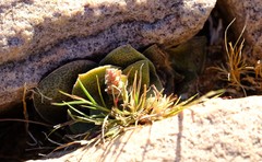 Crassula montana