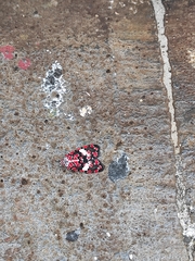 Utetheisa elata