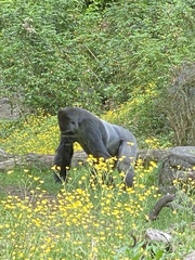 Gorilla