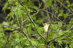 Phylloscopus subaffinis