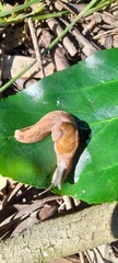 Fastosarion griseolus