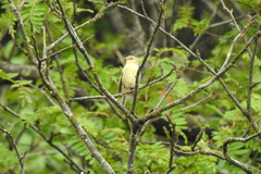 Phylloscopus subaffinis