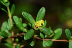 Pimelea hewardiana