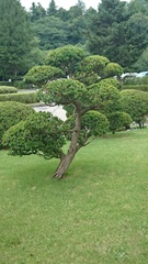 Angiospermae