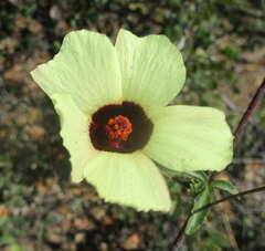 Hibiscus caesius