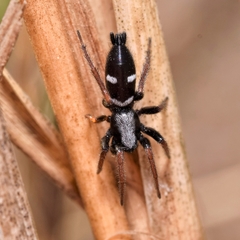 Aphantaulax trifasciata