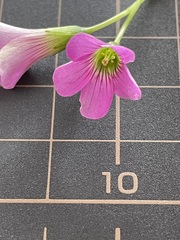 Oxalis debilis