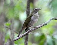 Saltator albicollis