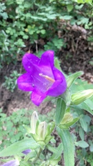 Campanula medium