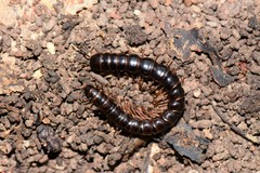 Notodesmus scotius