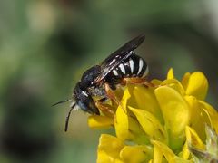 Pseudoanthidium tenellum