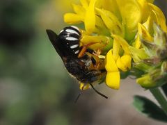 Pseudoanthidium tenellum