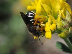 Pseudoanthidium tenellum