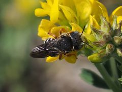 Pseudoanthidium tenellum