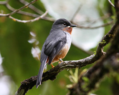 Rufous-Throated Solitaire photo 4