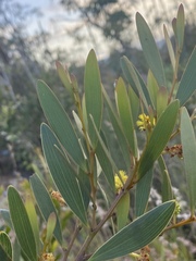 Acacia whitei