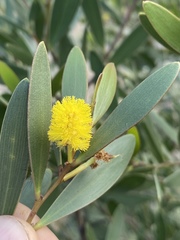 Acacia whitei