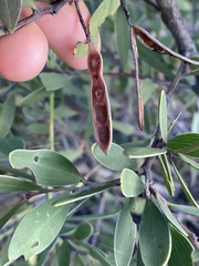 Acacia whitei