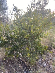 Acacia whitei