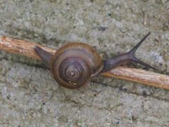 Macrochlamys nitidissima