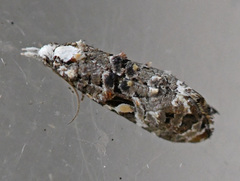 Phtheochroa rugosana