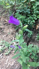Campanula medium