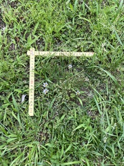 Sisyrinchium rosulatum