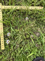 Sisyrinchium rosulatum