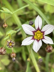Sisyrinchium rosulatum
