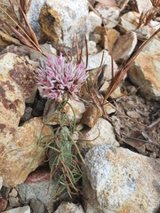 Polycarpaea spirostylis