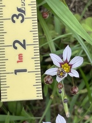 Sisyrinchium rosulatum
