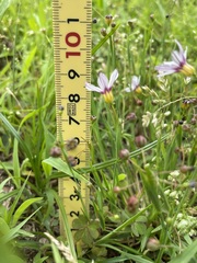 Sisyrinchium rosulatum