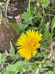 Taraxacum officinale