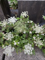 Angelica acutiloba