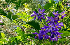 Solanum seaforthianum