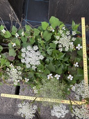 Angelica acutiloba