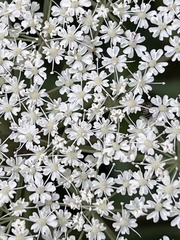 Angelica acutiloba