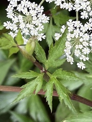 Angelica acutiloba