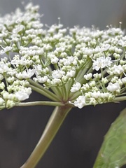 Angelica acutiloba
