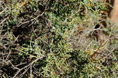 Tetraena retrofracta
