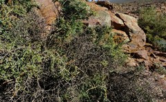 Tetraena retrofracta