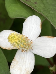 Houttuynia cordata