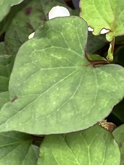 Houttuynia cordata